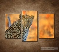 OBRAZ 3 DIELNY AFRICK LEOPARD 75X50CM