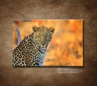 OBRAZ 1 DIELNY AFRICK LEOPARD